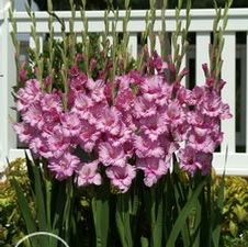 Gladiolus large flowering 'Romance'