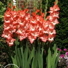 Gladiolus large flowering 'San Remo'