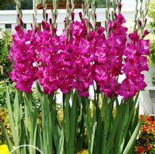 Gladiolus large flowering 'Sugar Plum'