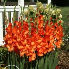 Gladiolus large flowering 'Sun Kissed'
