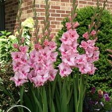 Gladiolus large flowering 'Tampico'