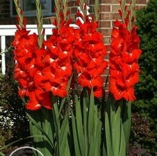Gladiolus large flowering 'Traderhorn'