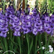 Gladiolus large flowering 'Twilight'