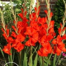 Gladiolus large flowering 'Victor Borge'