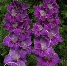 Gladiolus large flowering 'Violetta'
