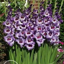 Gladiolus large flowering 'Vista'