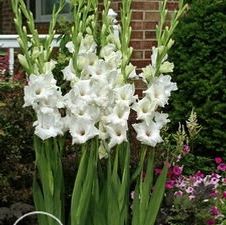 Gladiolus large flowering 'White Prosperity'