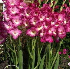 Gladiolus large flowering 'Wind Song'