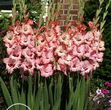 Gladiolus large flowering 'Wine & Roses'