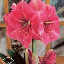Amaryllis Peruvian 'Bolero'