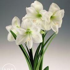 Amaryllis Peruvian 'Denver'
