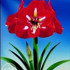 Amaryllis Peruvian 'Design'