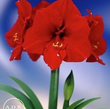 Amaryllis Peruvian 'Red Lion'