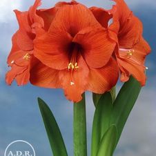 Amaryllis Peruvian 'Orange Souvreign'