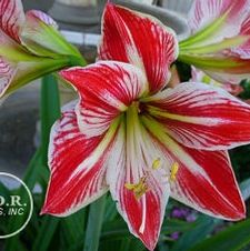 Amaryllis Peruvian 'Minerva'