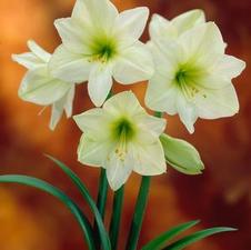 Amaryllis Peruvian 'Vera'