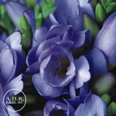 Freesia 'Dark Blue'