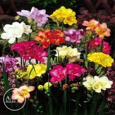 Freesia 'Double Mix'