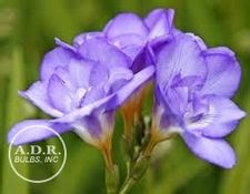 Freesia 'Light Blue'