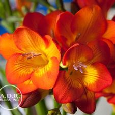 Freesia 'Orange'