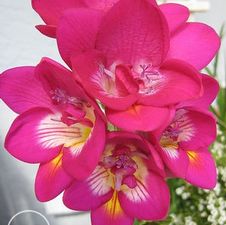 Freesia 'Pink'