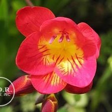 Freesia 'Red'