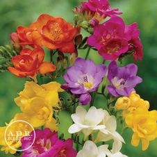 Freesia 'Single Mix'