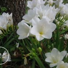 Freesia 'White'