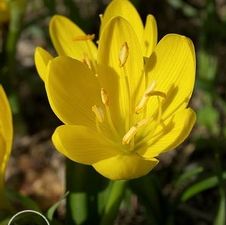 Freesia 'Yellow'