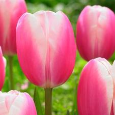 Tulip single late 'K73'