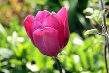 Tulip triumph 'Blue Ribbon'