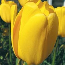 Tulip single late 'Muscadet'