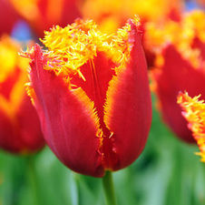 Tulip fringed 'Fabio'