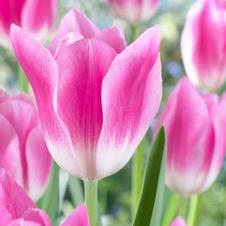 Tulip triumph 'Lydia'