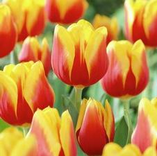 Tulip triumph 'Mary Belle'