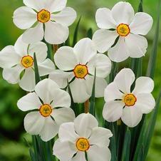 Daffodil small-cupped 'Actaea'