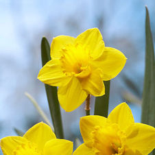 Daffodil large cupped 'St. Keverne'