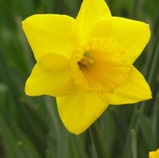 Daffodil trumpet 'Yellow Sun'
