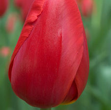 Tulip single late 'Peking'