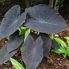Elephant Ear Black Magic