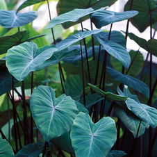 Elephant Ear Upright Black Stem