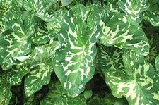 Elephant Ear Upright Hilo Beauty
