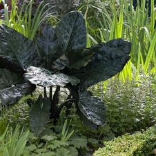 Elephant Ear Upright Plumbea (Black Upright)