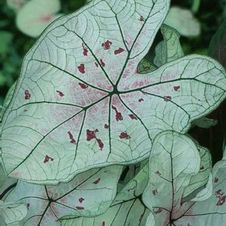 Caladium fancy leaf 'Marie Moir'