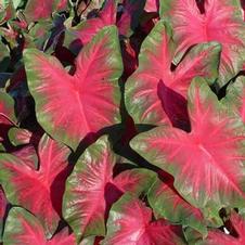 Caladium fancy leaf 'Florida Roselight'