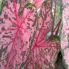 Caladium fancy leaf 'Gypsy Rose'