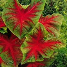 Caladium fancy leaf 'Buck'
