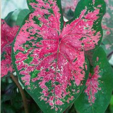 Caladium fancy leaf 'Fire Chief'