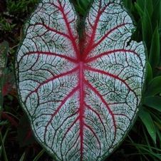 Caladium fancy leaf 'Florida Sunrise'