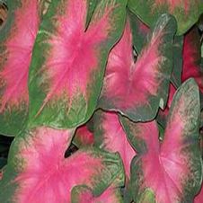Caladium fancy leaf 'Torchy'